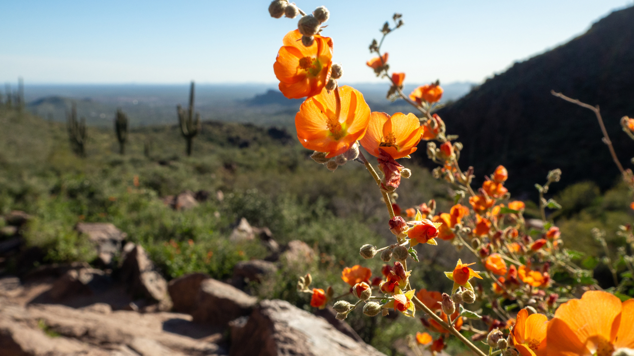 close up of a flower with mountains and cacti in the background 