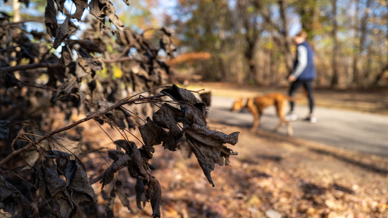 November 15, 2024: Shriveled leaves and bushes cover the ground at Brooklyn's Prospect Park as New York City and much of the Northeast saw a warm and dry November 2024, wrapping up the warmest fall in the U.S. on record.
