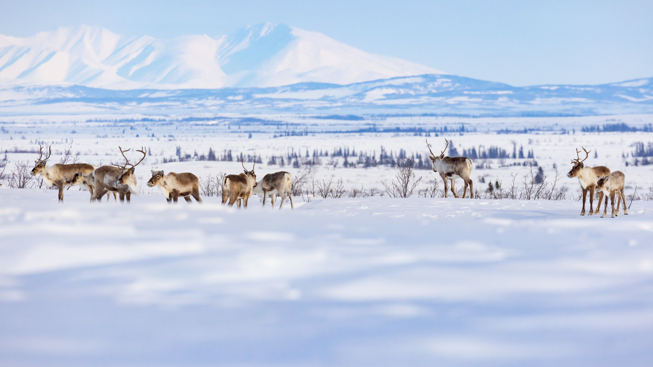 Photo showing a group caribou from the Western Arctic Caribou Herd travels along a winter trail between the villages of Selawik and Ambler, Alaska, within the Selawik National Wildlife Refuge. The herd migrates through and sometimes winters on the refuge.
