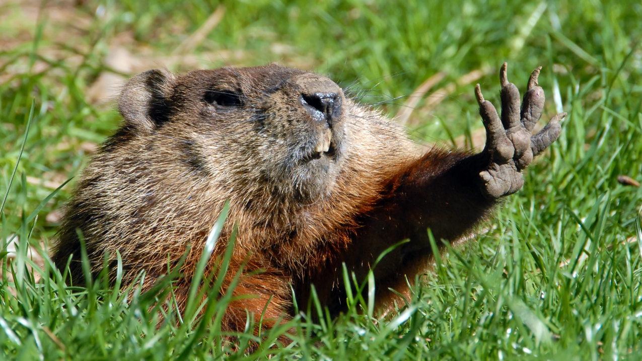 A groundhog raises its paw and squints its eyes in the bright sunlight.