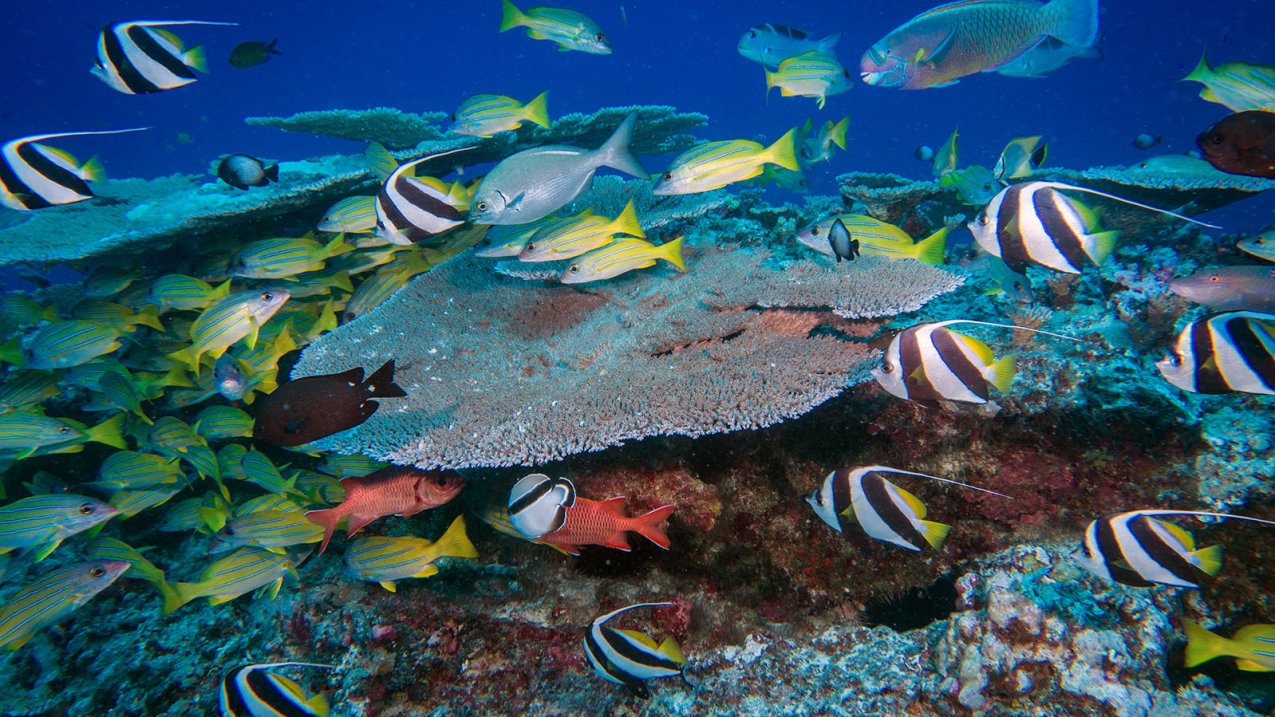 Photo showing a variety of fish species swim above a patch reef 80 feet deep at French Frigate Shoals within the Papahānaumokuākea National Marine Sanctuary. The sanctuary includes an expansive area of coral reefs, seamounts, banks, and shoals and is home to a wide variety of invertebrates, fish, birds, marine mammals, and other wildlife, many of which are found only in the Hawaiian Islands.