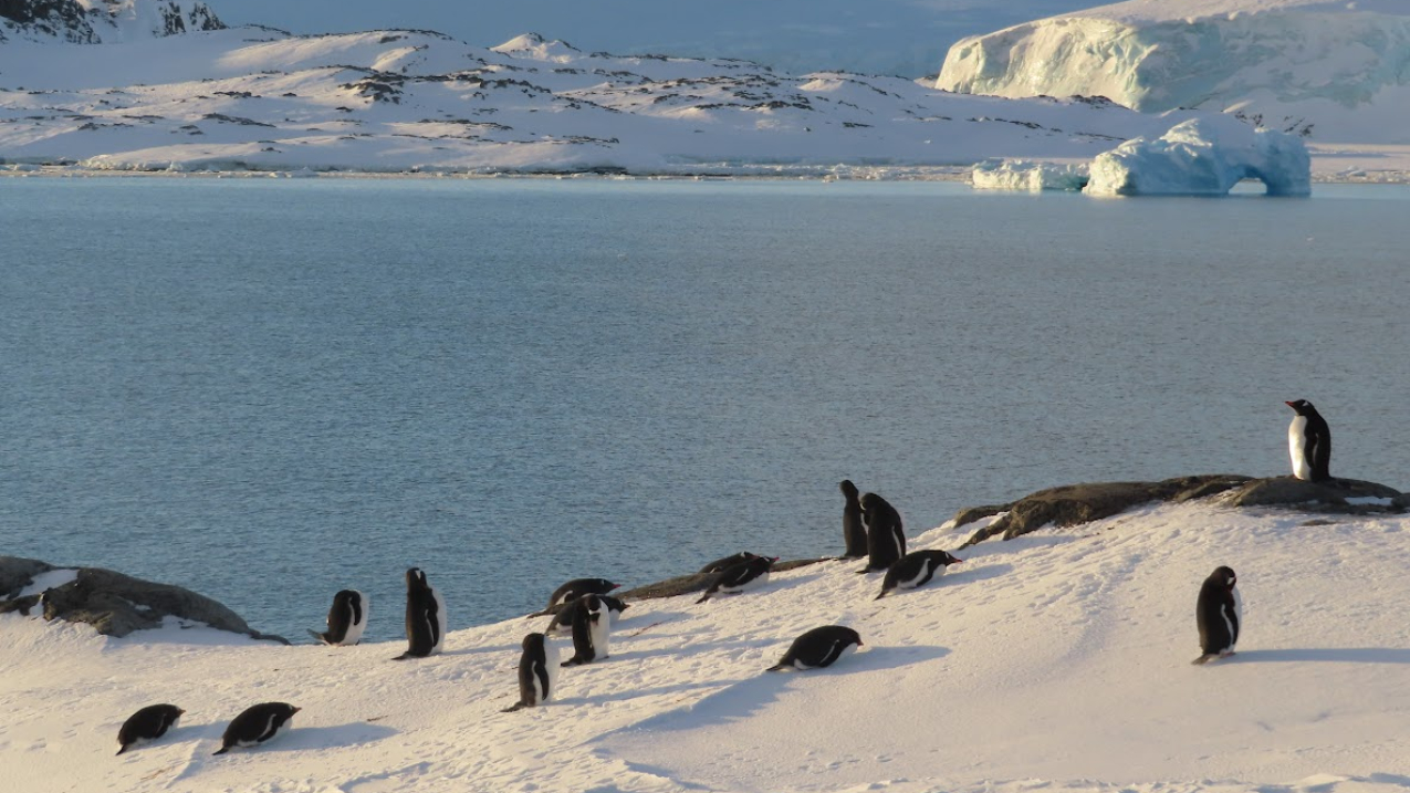 SEPTEMBER 29, 2024. Gentoo penguins and seals make their return to Palmer Station in Antarctica. Antarctic sea ice coverage in 2024 was the second lowest on record.