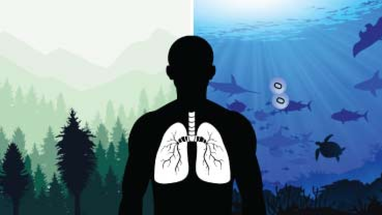 Graphic of a silhouette of a human with outlined lungs in front of backgrounds showing a forest and the ocean.