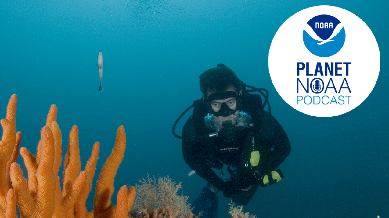 Diver conducting fish survey on Gray's Reef with a variety of invertebrates including soft coral, finger sponge, and a few fish. 