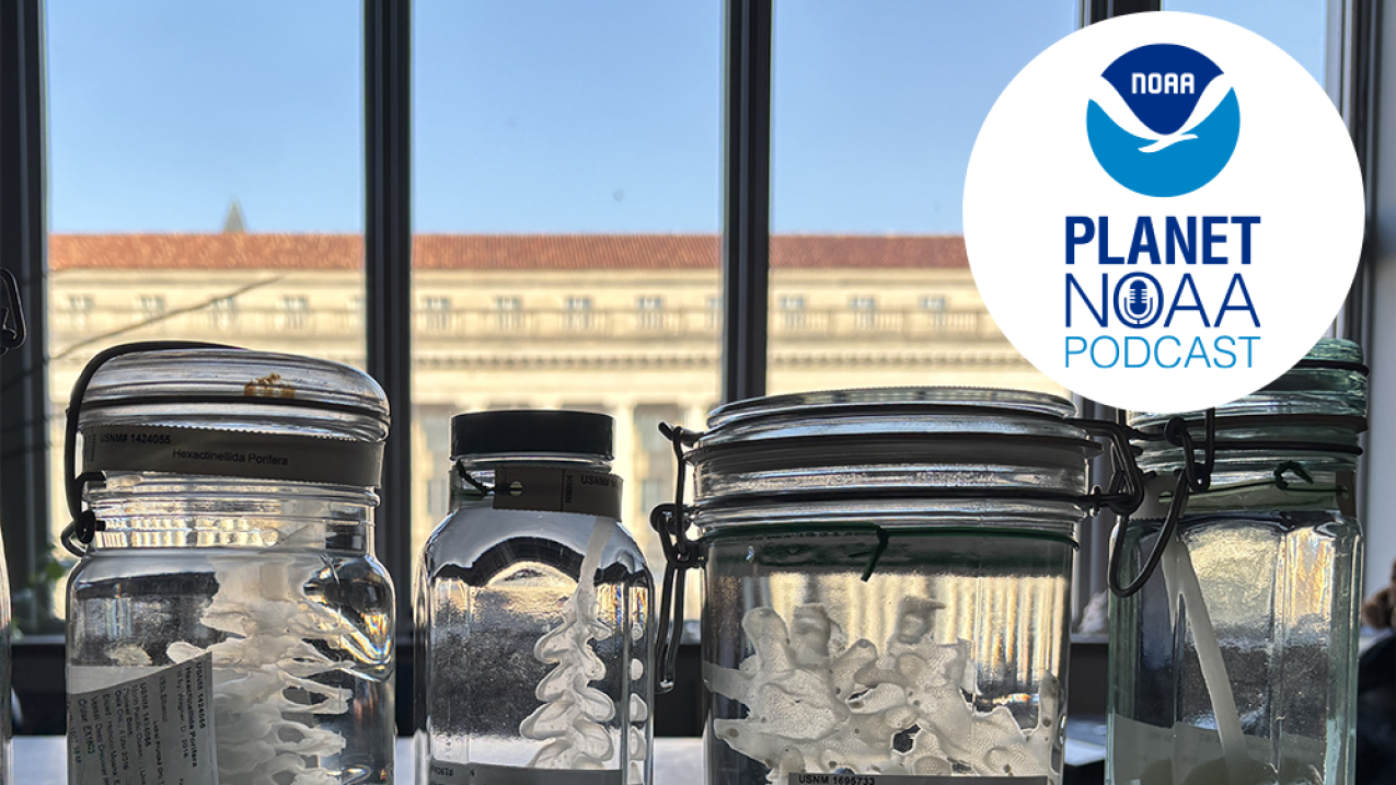 Marine specimens in jars. Credit: Allen Collins