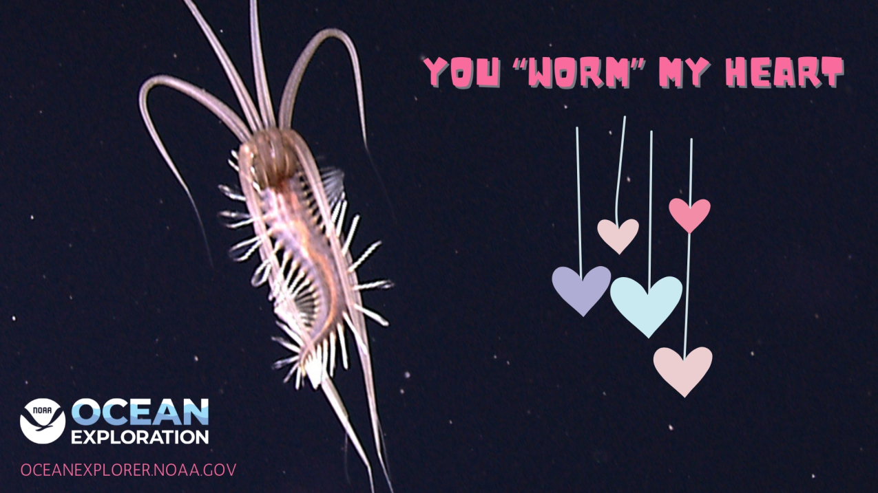 Text: You worm my heart! Image of a polchaete worm.