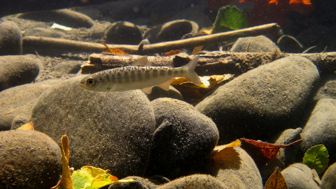Juvenile Chinook salmon
