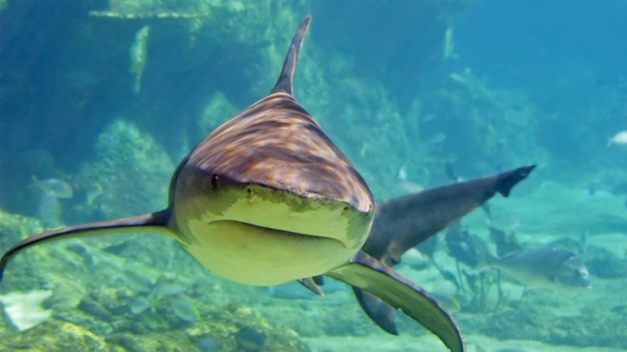Photo of a bullshark.