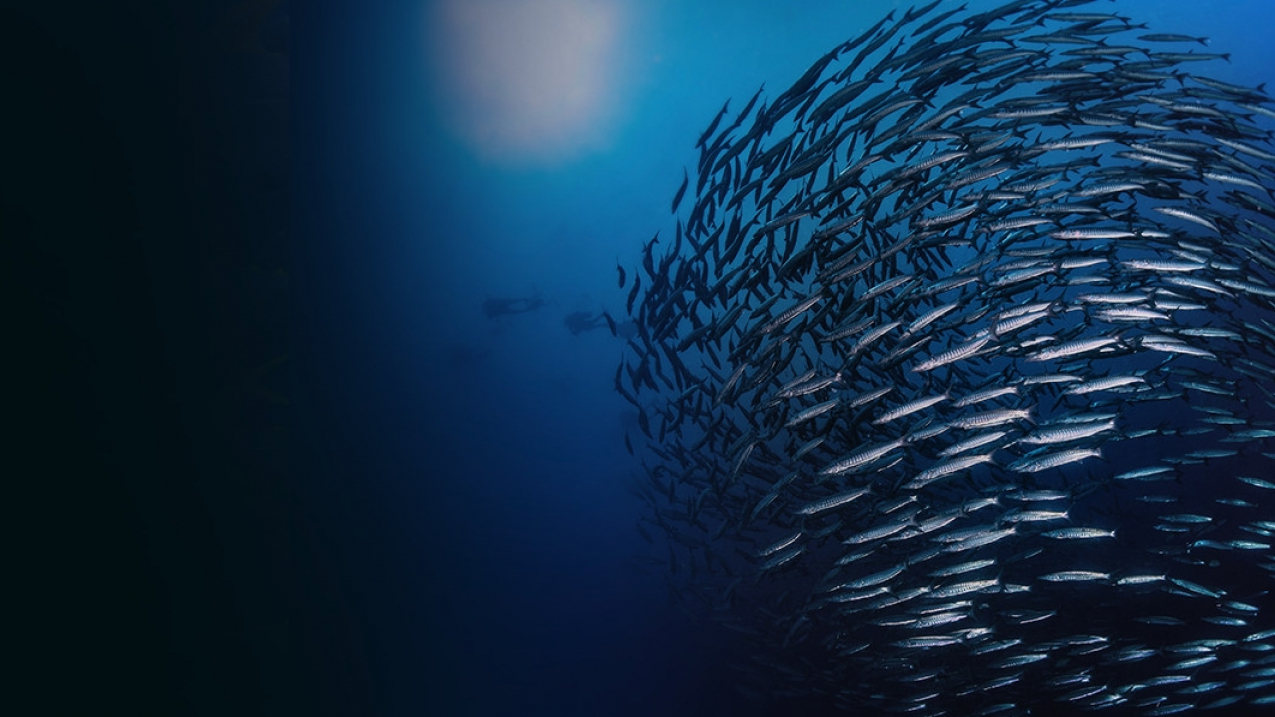 NOAA Fisheries provides science-based conservation and management for sustainable fisheries and aquaculture, marine mammals, endangered species, and their habitats.