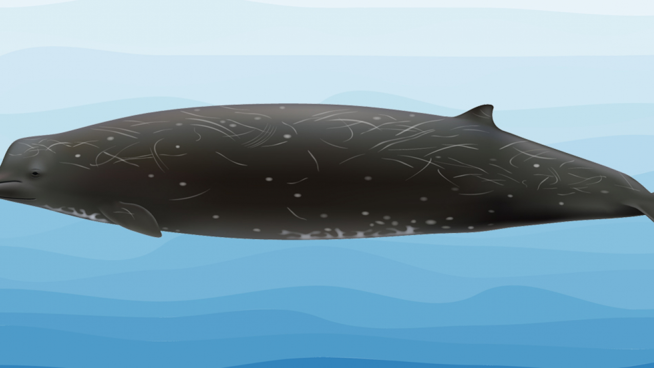 Artist's rendition of the new species of whale discovered in the Bering Sea.