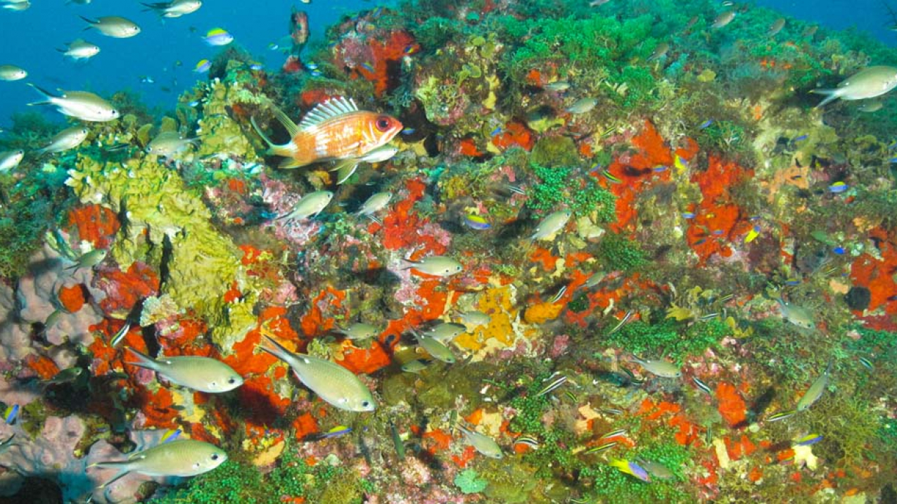 Colorful sponges and bright green fleshy algae adorn the cap of Bright Bank, which is showing signs of damage from excavations and dynamiting activities. 
