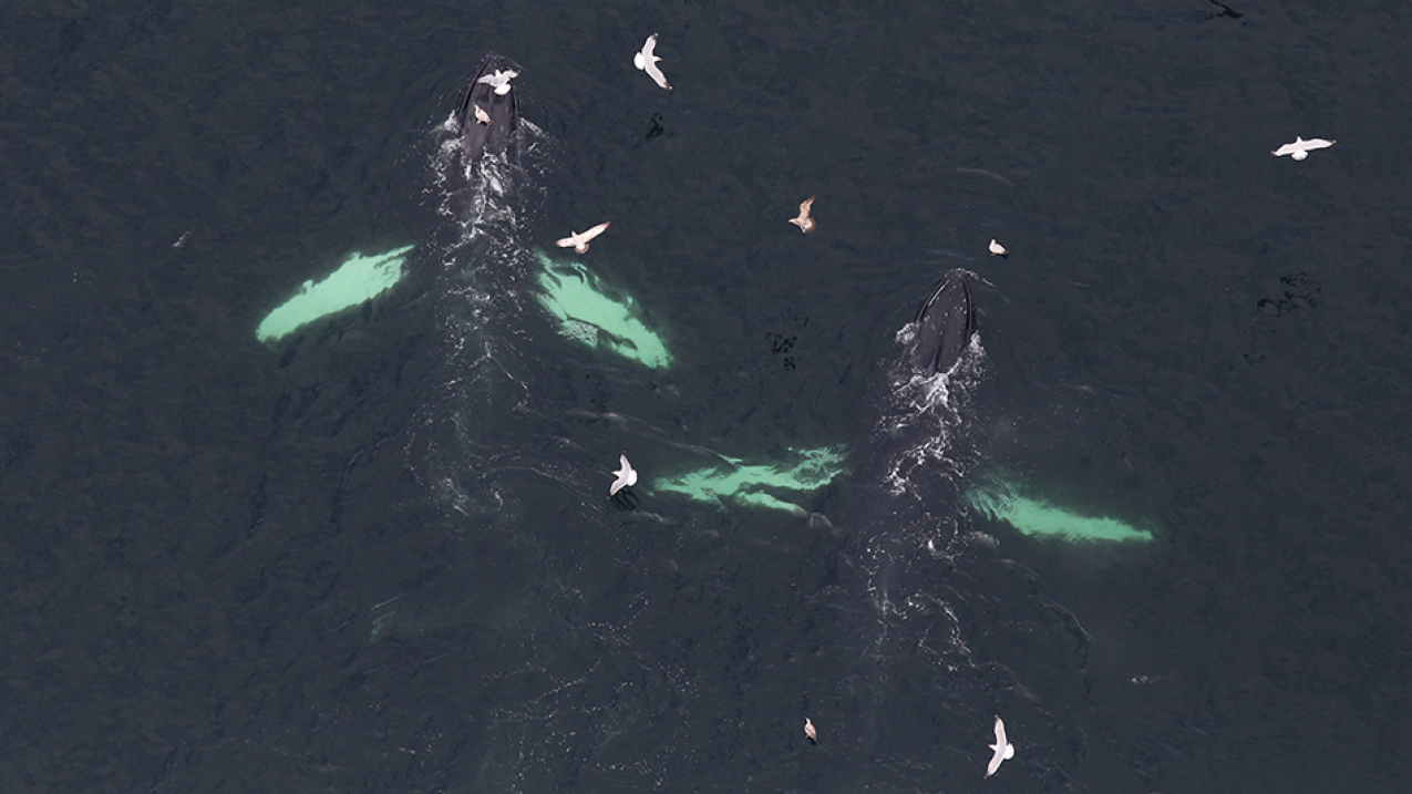 The Incidental Harassment Authorizations include monitoring and mitigation measures for marine mammals such as humpback whales. 