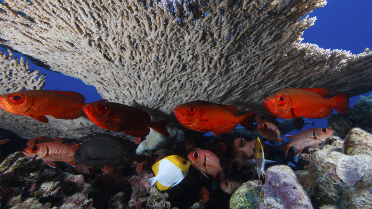 Bigeye at Rapture Reef in the NW Hawaiian Islands.