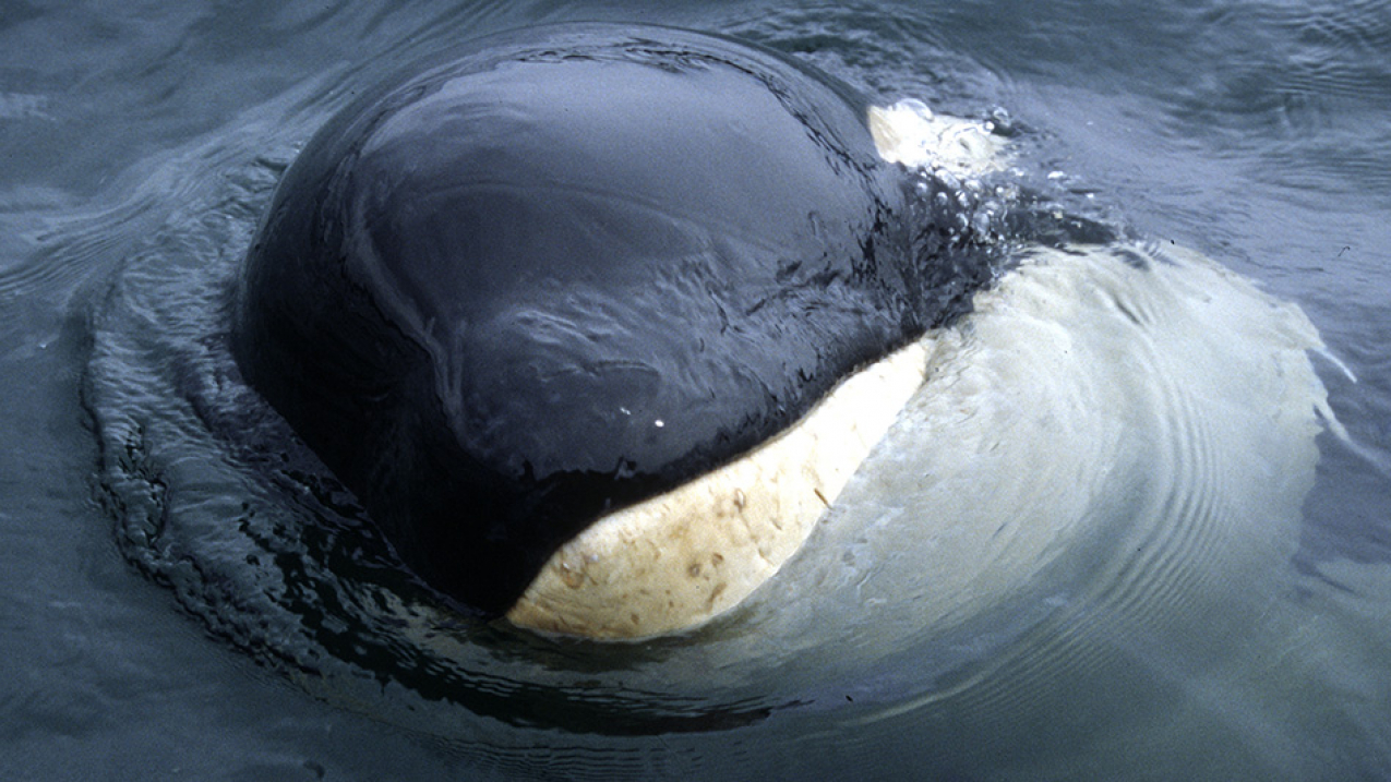 Springer appeared in Puget Sound in the spring of 2002, hanging around ferries and recreational boats far from the calf's home waters in British Columbia.
