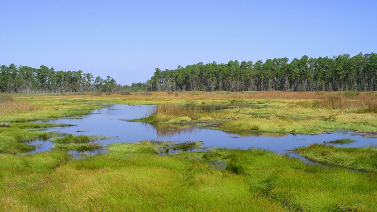 Grand Bay NERRS shows some of the critical fisheries habitat that is part of the focus of this round of NOAA RESTORE Science grant funding.