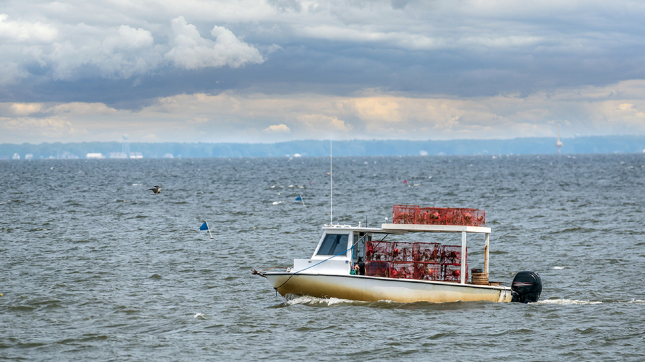 Crab pots (traps) that are lost or abandoned in the Chesapeake Bay can have serious environmental and economic impacts. In this photo a Maryland crab boat fishes in the Chesapeake. 
