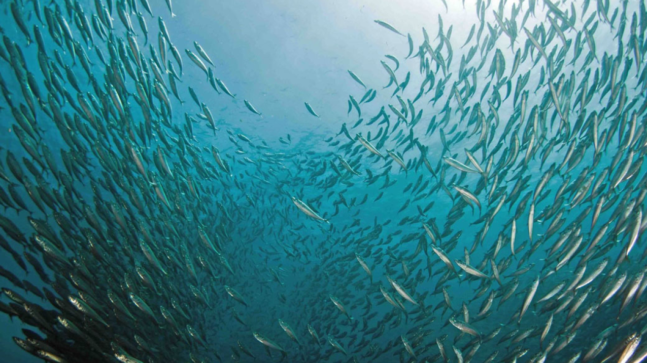 Schooling jack mackerel