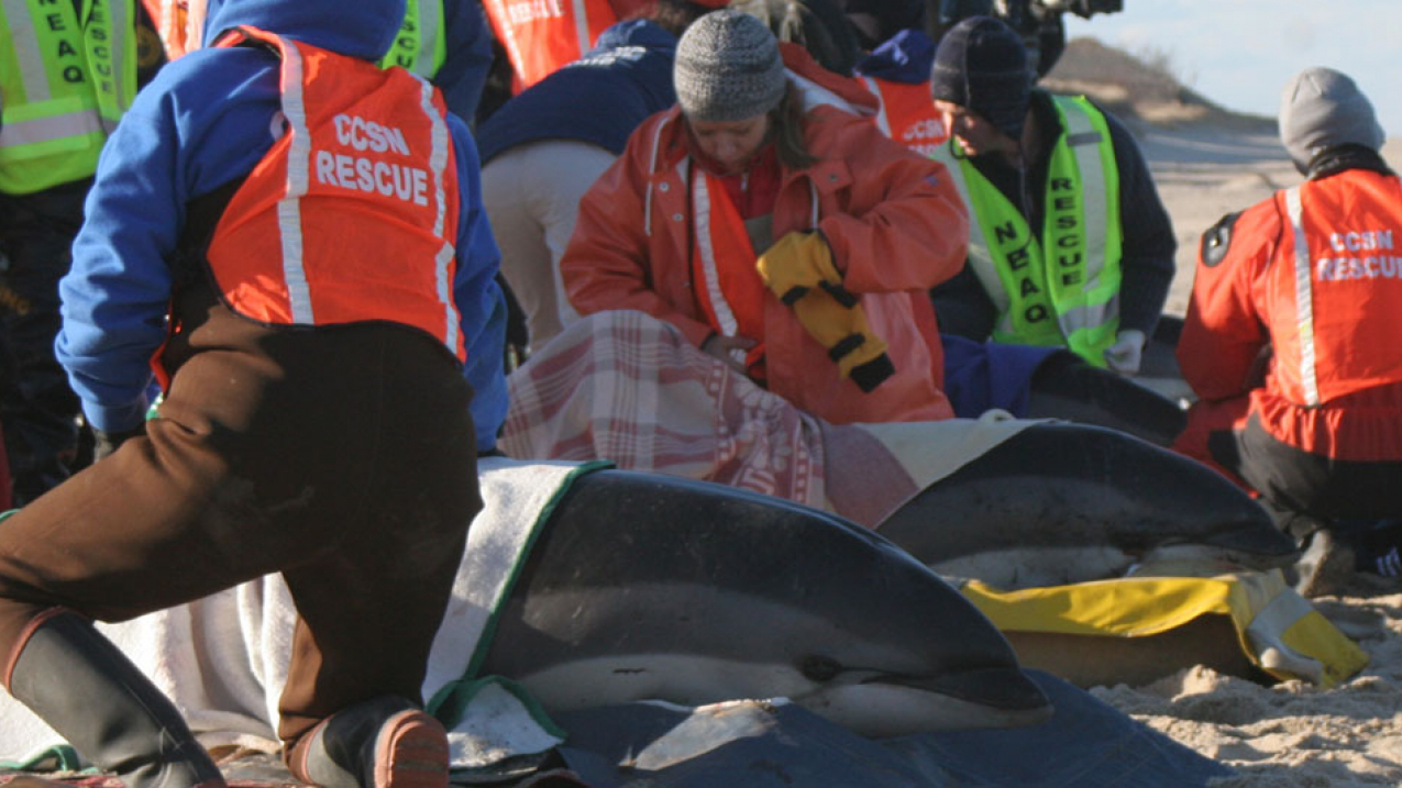 Stranded Atlantic white sided dolphins being assessed by responders from IFAW and NEAQ
