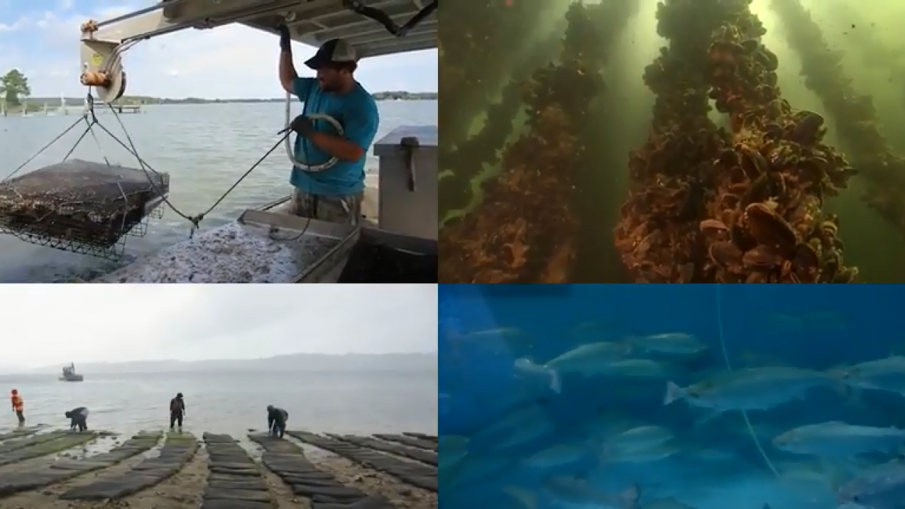 Aquaculture split screen image.