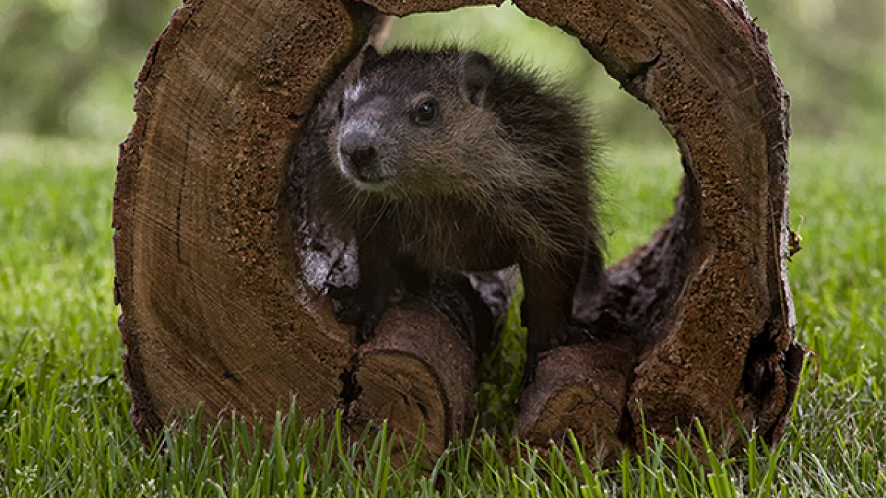 This isn't Punxsutawney Phil, but he (or she) sure is cute.