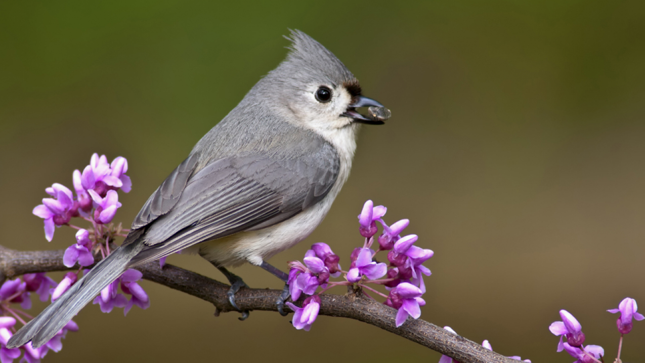 Tufted Titmouse on Redbud.
