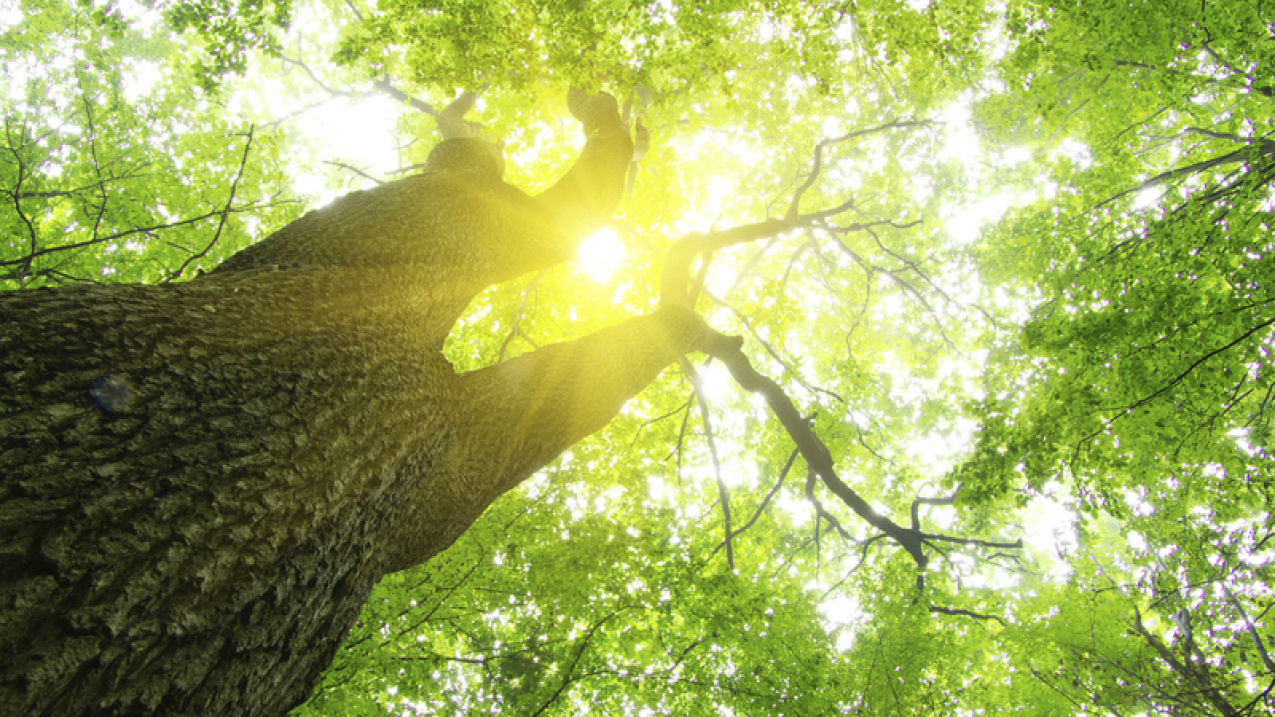 Tree with sunlight streaming through its leaves.

