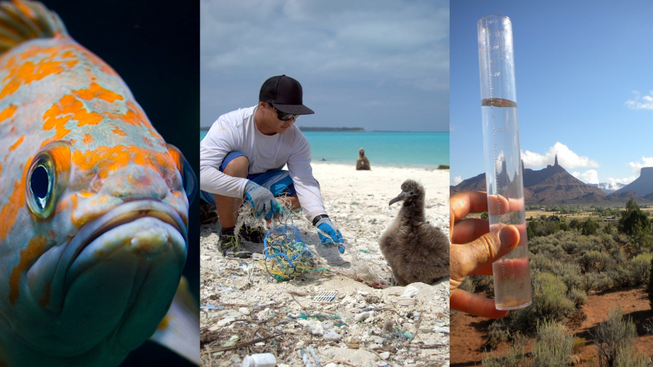 Collage showing rockfish in the Northwest’s Puget Sound region, marine debris collection in Hawaii and CoCoRaHS volunteer measuring precipitation.