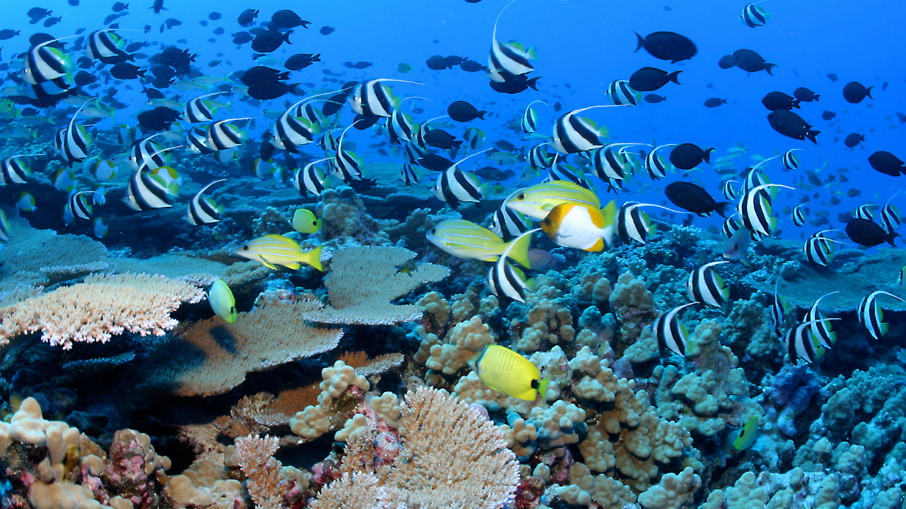School in great numbers at Rapture Reef, French Frigate Shoals, Papahānaumokuākea National Marine Monument