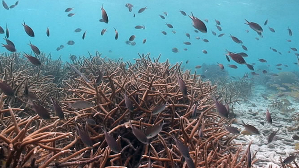 Corals - The bottom line.