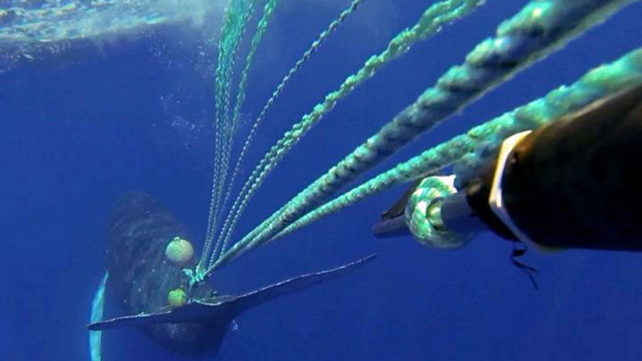 A response team led by the Hawaiian Islands Humpback Whale National Marine Sanctuary, working closely with NOAA Fisheries, successfully rescued an entangled humpback whale in 2013. Rescuers managed to cut away only 40 feet of trailing line on the first day of the response. But they also attached a satellite tag into the trailing gear, allowing them to relocate the animal a few days later. During the second attempt, they removed an additional 200 feet of line and two buoys, completing the rescue.