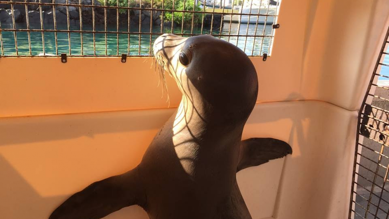 Rescued seal pup, Hawaii, September 2015. 