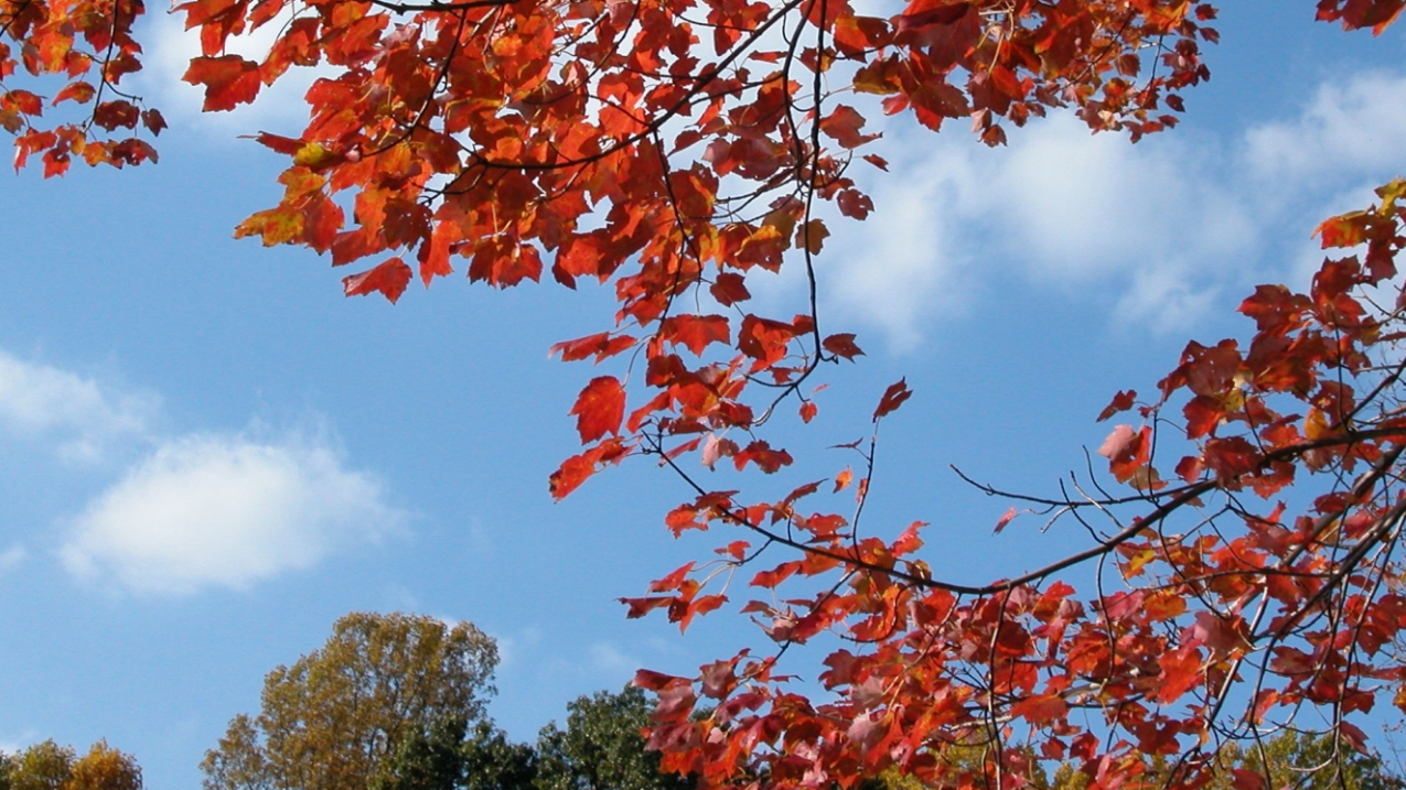Red leaves on a fall day.