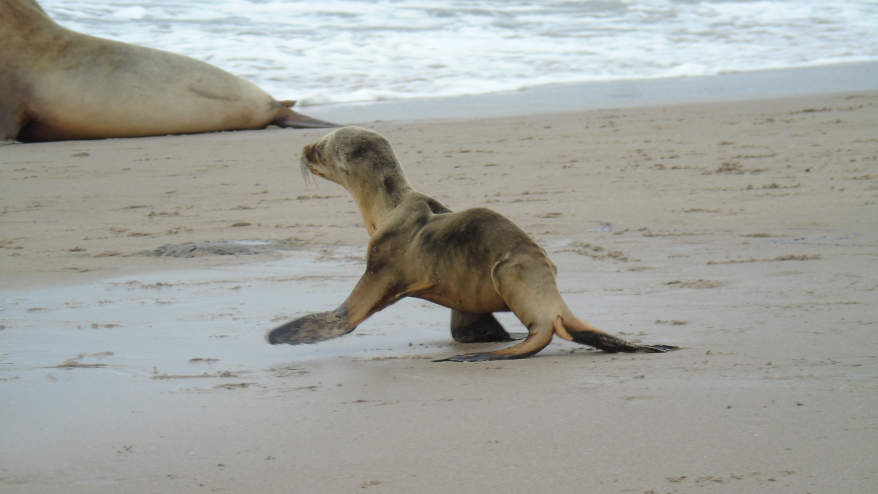 Thousands of emaciated young California sea lions stranded on the West Coast during the environmental phenomenon referred to as "The Blob" as their mothers had to venture farther away to find food. (Photo: January 2015).