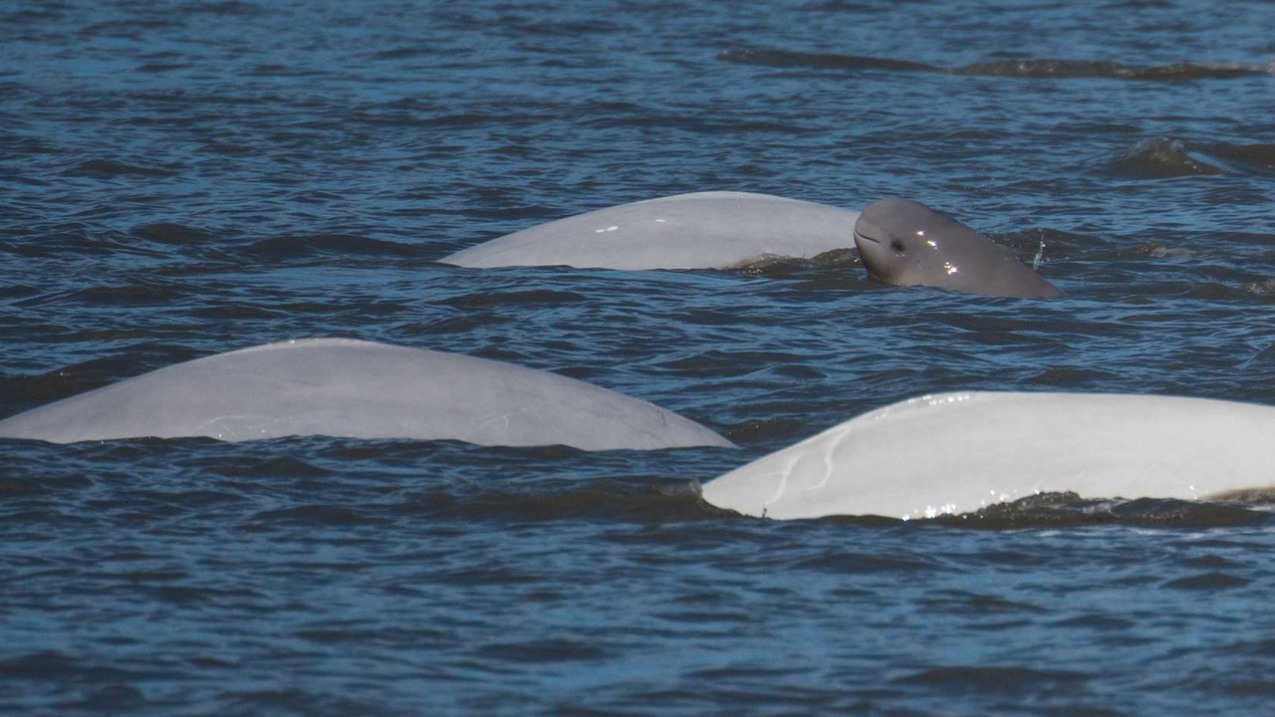 Beluga whales seen swimming in Cook Inlet, Alaska.