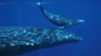 A humpback whale and its calf in NOAA's Hawaiian Islands Humpback Whale National Marine Sanctuary.