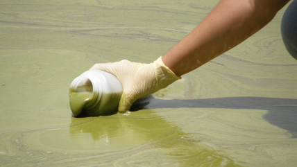 Harmful algal blooms are an accumulation of tiny organisms known as algae and can release harmful toxins into the environment. Pictured here is a bloom on the shore of Lake Dora, Florida.