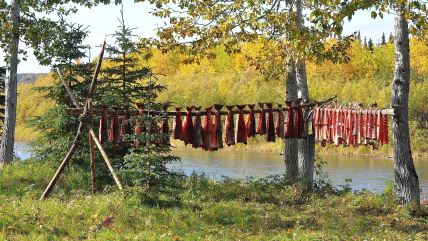 The NOAA 2023 Arctic Report to be released on Dec. 12 at AGU in San Francisco includes a new report on how climate warming is affecting key species of salmon that are essential to Indigenous communities and commercial fishing. Here, salmon are being dried for food.