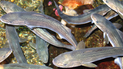 Young sablefish swim in the Pacific Ocean waters off the U.S.