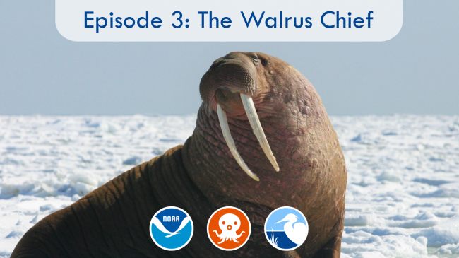 Walrus