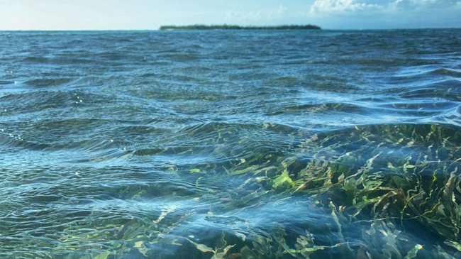 Jobos Bay seagrass with an island in the distance.