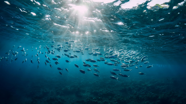 Tuna swimming in the sunlight.