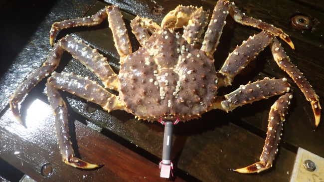 Bristol Bay red king crab tagged with an acoustic tag.