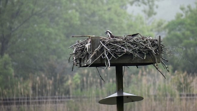 An osprey sits on the nest in Connecticut. This location is included within the proposal for the new addition to the National Estuarine Research Reserve System. Many reserves are home to migratory bird flyways, making them highly sought-out destinations for birders.