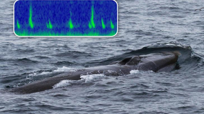 Fin whale and spectrogram of downsweep and backbeat calls