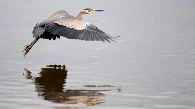 a blue heron flying low over water