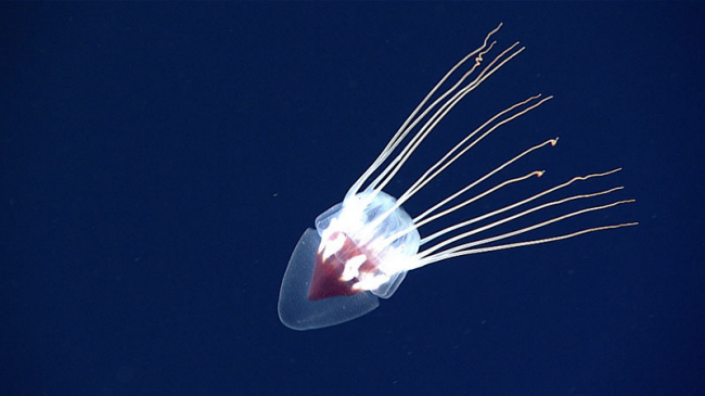 Jellyfish swims in the water.