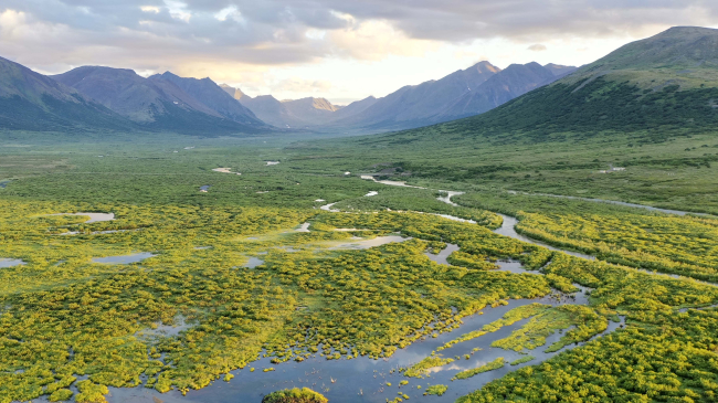 As Arctic tundra warms and thaws, incursions of shrubs and small trees have created new habitat for beaver, which create ponds and wetlands that further transform the once-frozen landscape.