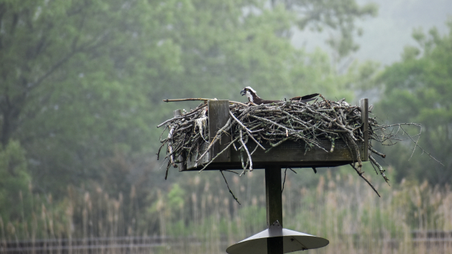 Osprey in a nest in Groton, Connecticut