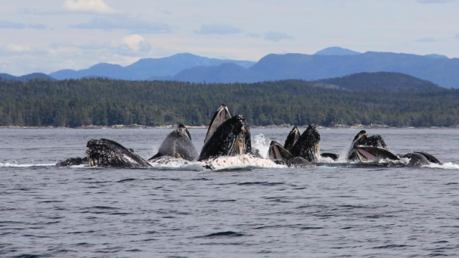 Humpback whales bursting through the surface with mouths open to catch fish to eat.