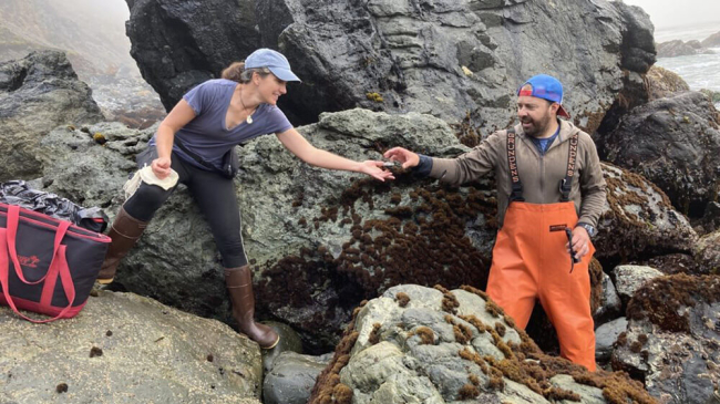 A researcher is handed a rescued abalone on a beach in California